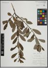Foto von Salix atrocinerea Brot. x Salix cinerea L.